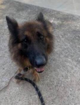 Bella -  German Shepherd Dog and Mixed Breed Dog for Adoption in Atlanta, Georgia - Bella | PetCurious