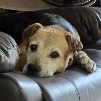 Richard -  Terrier and Pit Bull Terrier Dog for Adoption in Blue Springs, Missouri - Richard | PetCurious