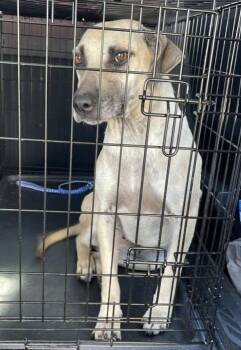 Josey -  Black Mouth Cur Dog for Adoption in Fort Payne, Alabama - Josey | PetCurious