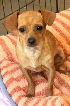 Little Red Riding Hood -  Chihuahua Dog for Adoption in Santa Rosa, California - Little Red Riding Hood | PetCurious