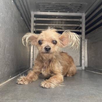 Terrier and Mixed Breed Dogs Available for Adoption - Chicharron | PetCurious