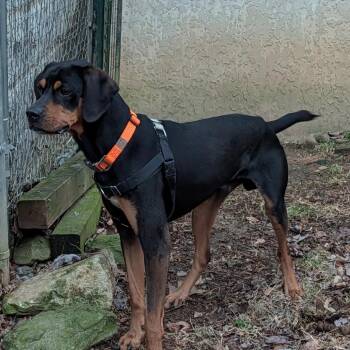 Mixed Breed Dogs Available for Adoption in Asheville, North Carolina - Koda | PetCurious