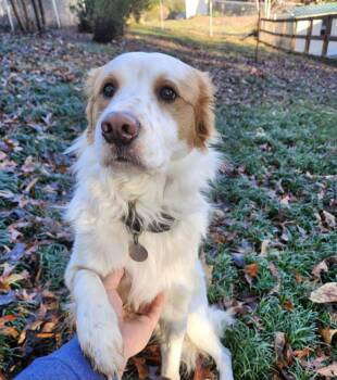 Mixed Breed Dogs Available for Adoption - Axel | PetCurious