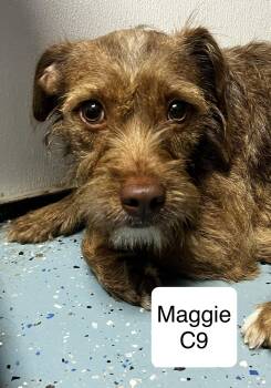 Maggie -  Terrier Dog for Adoption in Morganton, North Carolina - Maggie | PetCurious