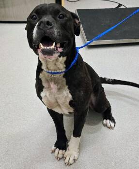 26-368 -  Pit Bull Terrier Dog for Adoption in Lindenhurst, New York - 26-368 | PetCurious