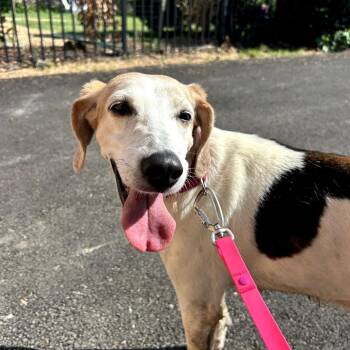 Hound Dogs Available for Adoption in Rockville, Maryland - Ginger | PetCurious