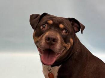 Boogey -  Pit Bull Terrier and Australian Shepherd Dog for Adoption in Golden Valley, Minnesota - Boogey | PetCurious