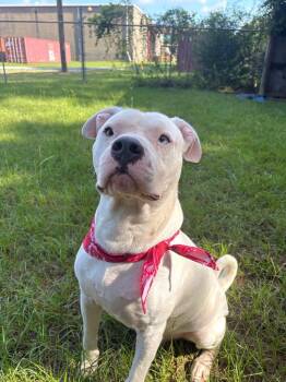 Ghost -  American Bully Dog for Adoption in Winnsboro, South Carolina - Ghost | PetCurious
