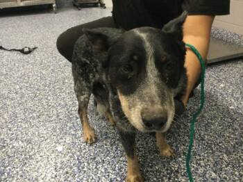 Australian Cattle Dog Blue Heeler Dogs Available for Adoption - LEE | PetCurious