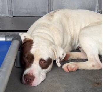 Pit Bull Terrier Dogs Available for Adoption in Frazier Park, California - Tahiti | PetCurious