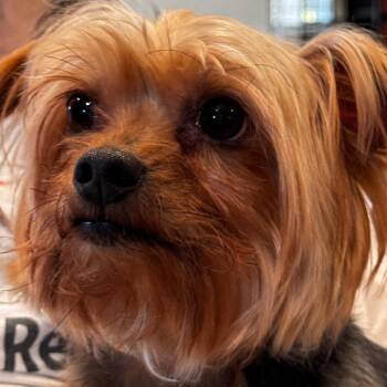 Yorkshire Terrier Dogs Available for Adoption in Indiantown, Florida - CHANCE (612) | PetCurious