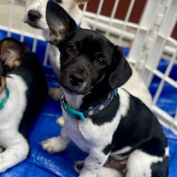 Corgi and Terrier Dogs Available for Adoption in Fayetteville, Georgia - Andy | PetCurious