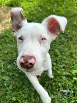 Rescue Australian Shepherd and Mixed Breed Dogs for Adoption in Morton Grove, Illinois - Makkari | PetCurious