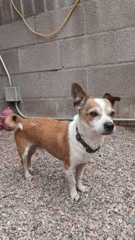 Chihuahua Dogs Available for Adoption in Phoenix, Arizona - Weezer | PetCurious