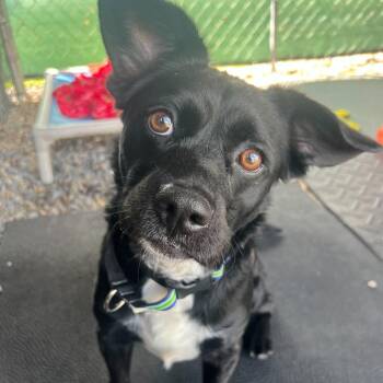 Mixed Breed Dogs Available for Adoption - Tony Hawk | PetCurious