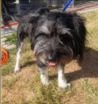 Ozzy -  Cairn Terrier and Schnauzer Dog for Adoption in Thompson Falls, Montana - Ozzy | PetCurious