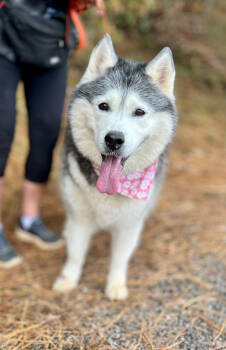 Rescue Husky Dogs for Adoption in Ellijay, Georgia - Duchess | PetCurious