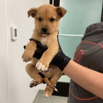 Mixed Breed Dogs Available for Adoption - Finley | PetCurious