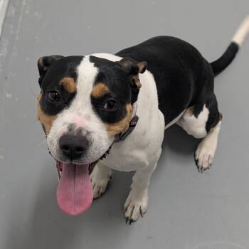 Pit Bull Terrier and Labrador Retriever Dogs Available for Adoption in Troy, Virginia - Foxie Brown | PetCurious