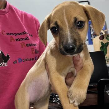 Lexie -  Mixed Breed Dog for Adoption in Wappingers Falls, New York - Lexie | PetCurious