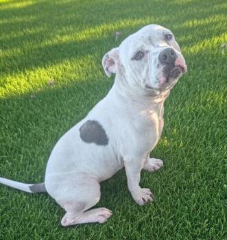 Julia-1/2 off Adoption Fee in August! -  American Bulldog Dog for Adoption in Fort Myers, Florida - Julia-1/2 Off Adoption Fee In August! | PetCurious
