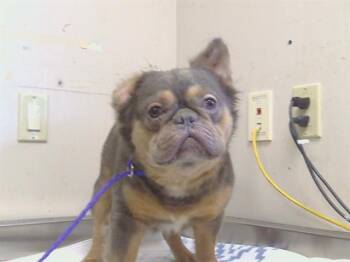 CHEWIE -  French Bulldog Dog for Adoption in Sacramento, California - CHEWIE | PetCurious