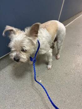 Maltese Dogs Available for Adoption in Doral, Florida - SOFI | PetCurious