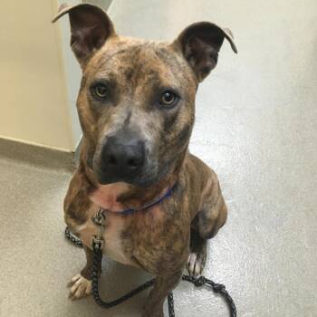 Boomer -  Plott Hound and Mixed Breed Dog for Adoption in Lynchburg, Virginia - Boomer | PetCurious