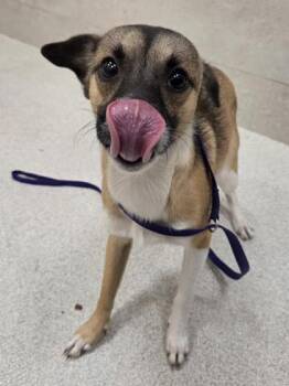 Gene -  Chihuahua and Mixed Breed Dog for Adoption in Honolulu, Hawaii - Gene | PetCurious