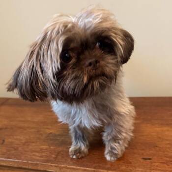 Shih Tzu Dogs Available for Adoption - ALPHARETTA - Missy | PetCurious