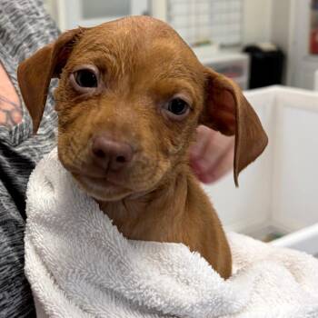 Rye -  Mixed Breed Dog for Adoption in Greensboro, Georgia - Rye | PetCurious