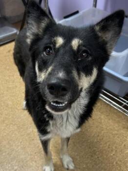 Shepherd and Mixed Breed Dogs Available for Adoption in San Antonio, Texas - Sonata | PetCurious