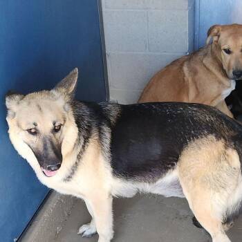 Lorreta -  German Shepherd Dog Dog for Adoption in Kingman, Arizona - Lorreta | PetCurious