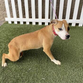 GIGI -  Staffordshire Bull Terrier and Mixed Breed Dog for Adoption in Modesto, California - GIGI | PetCurious