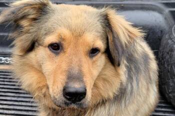 Shepherd Dogs Available for Adoption in Rockaway, New Jersey - Bailey RDS | PetCurious
