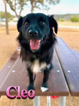 Australian Shepherd Dogs Available for Adoption - Cleo | PetCurious