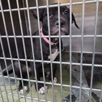 Mixed Breed Dogs Available for Adoption - Oneida | PetCurious