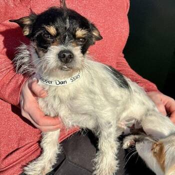 Mixed Breed Dogs Available for Adoption - Dapper Dan | PetCurious