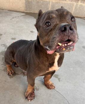 Phoenix -  Mixed Breed Dog for Adoption in Ocala, Florida - Phoenix | PetCurious