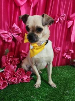 Axsel **Foster / Foster-to-Adopt Needed** -  Chihuahua and Pug Dog for Adoption in New York, New York - Axsel **Foster / Foster-to-Adopt Needed** | PetCurious