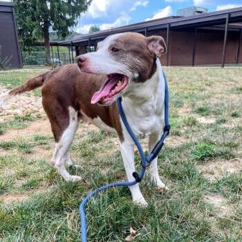 Hershey -  Terrier Dog for Adoption in Lyndhurst, Virginia - Hershey | PetCurious