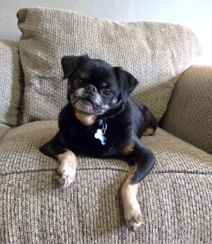 Hugo -  Brussels Griffon Dog for Adoption in Lisbon, Iowa - Hugo | PetCurious