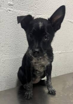 Bingo - PA -  Australian Cattle Dog Blue Heeler Dog for Adoption in Philadelphia, Pennsylvania - Bingo - PA | PetCurious