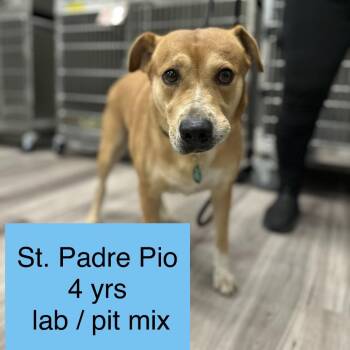 St. Padre Pio -  Yellow Labrador Retriever and Pit Bull Terrier Dog for Adoption in Tampa, Florida - St. Padre Pio | PetCurious