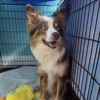Gizmo -  Australian Shepherd Dog for Adoption in Jefferson City, Tennessee - Gizmo | PetCurious