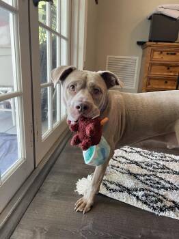 Beck -  American Staffordshire Terrier Dog for Adoption in West Palm Beach, Florida - Beck | PetCurious