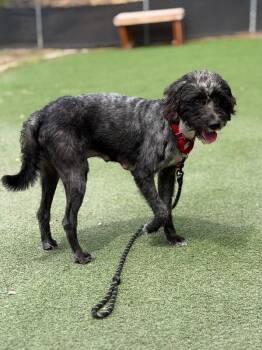 Jane Doe -  Poodle Dog for Adoption in Fruit Heights, Utah - Jane Doe | PetCurious