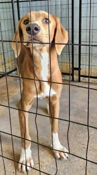 Jamba Juice -  Hound Dog for Adoption in Mobile, Alabama - Jamba Juice | PetCurious