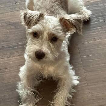 Cisco -  Miniature Schnauzer Dog for Adoption in Homer Glen, Illinois - Cisco | PetCurious