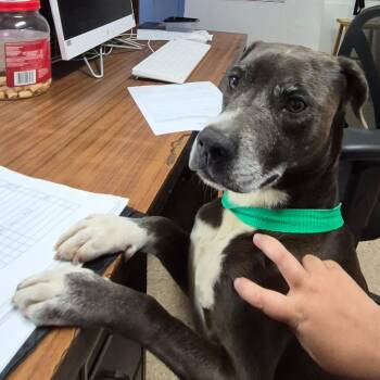 Pit Bull Terrier and Mixed Breed Dogs Available for Adoption - Kira | PetCurious